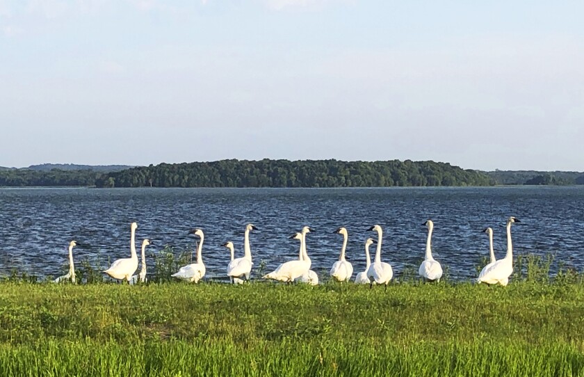 Swans along lake
