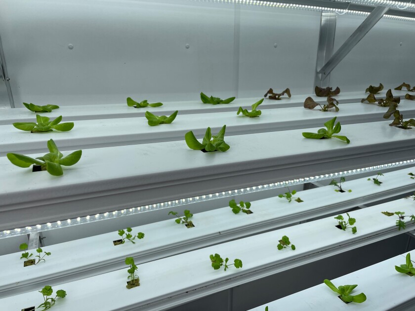Hydroponic Growing.jpg