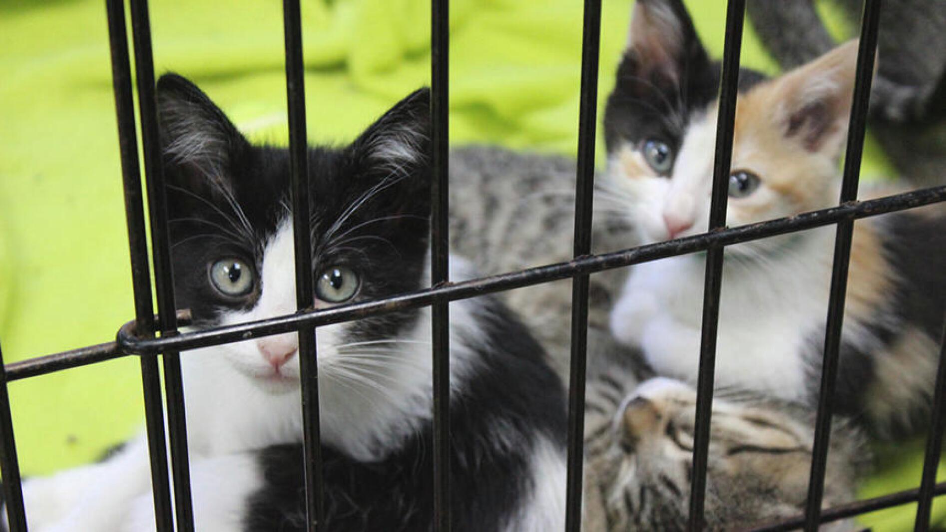 Minnesota bill could ban pet store sales of cats, dogs – InForum Minnesota bill could ban pet store sales of cats, dogs – InForum
