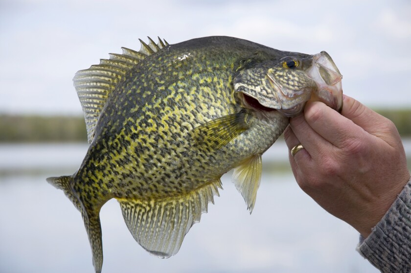Black Crappie