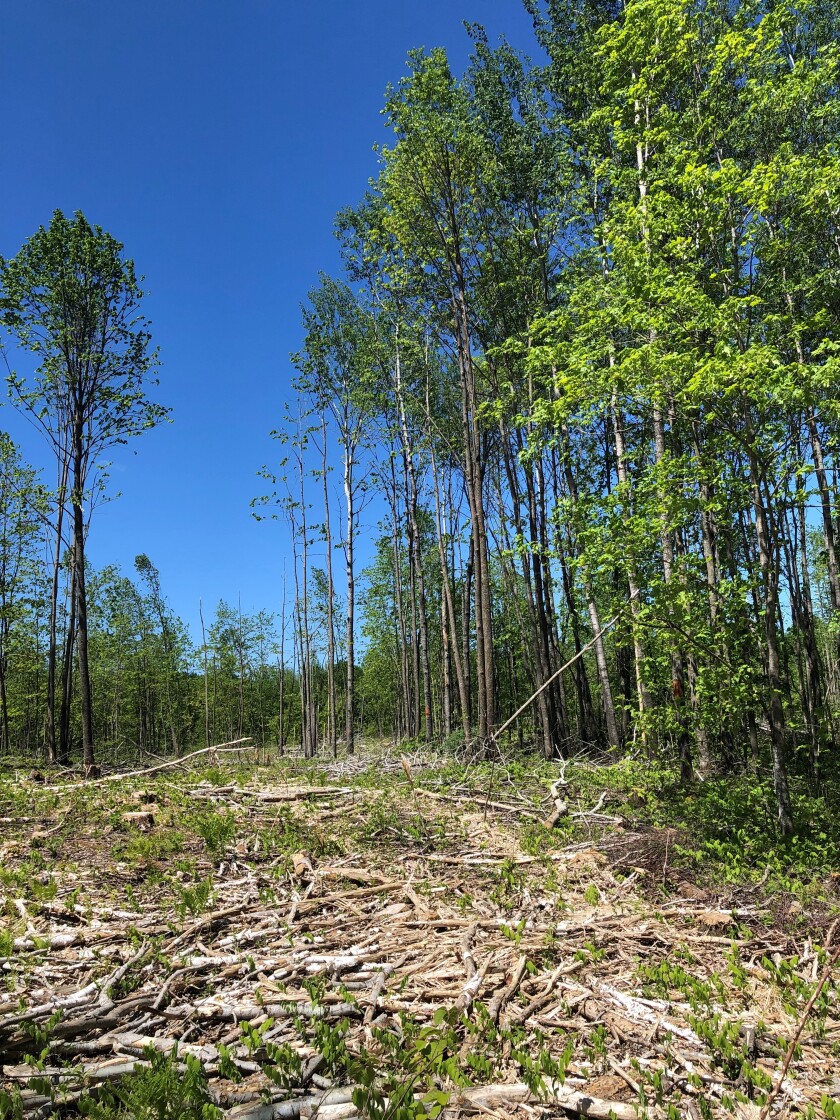 Forest cutting for grouse habitat