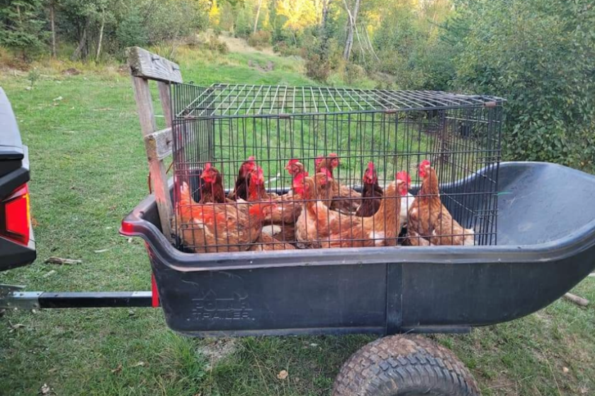 Dumpy Hens Carlton farm to explore other options for spent hens - Cloquet Pine ...