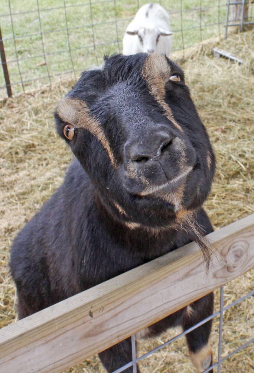 101922.N.PRE.SociableGoat7117.jpg