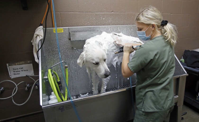 102420.B.FF.PETBOARDING.02.jpg
