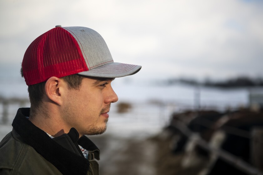 RJ Orsten looks over his cattle at his farm north of Willmar