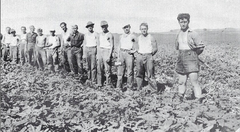 Men stand in a sugarbeet field in a black and white photo.