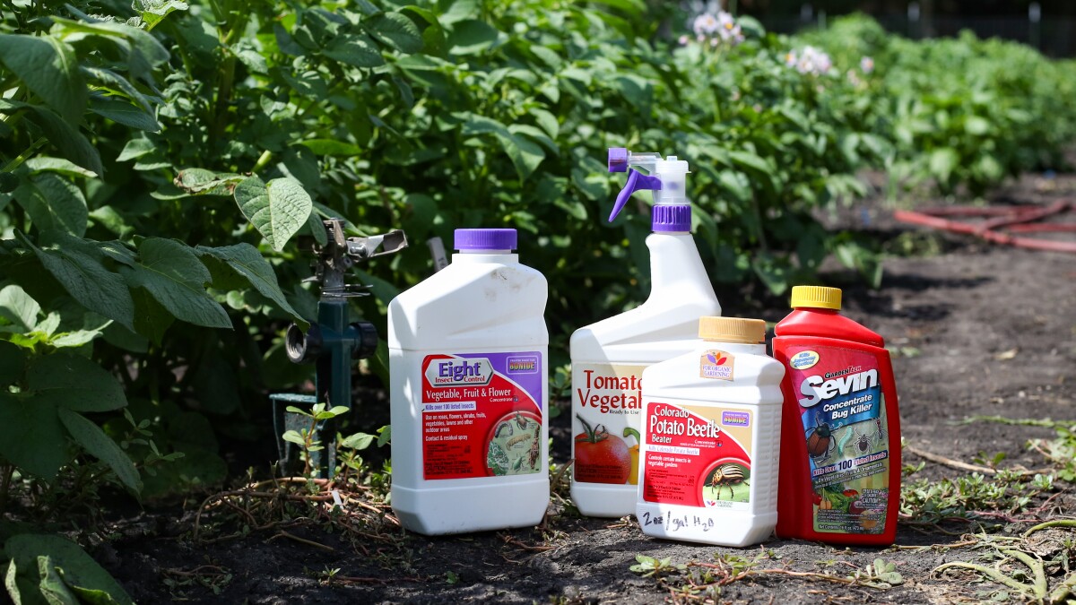 How to Kill Ants in Vegetable Garden: Effective Methods