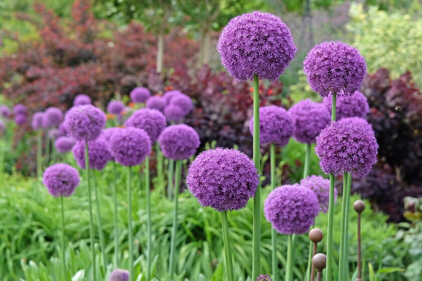Purple,Allium,Giganteum,,Or,Giant,Onion,Or,Ornamental,Onion,,In