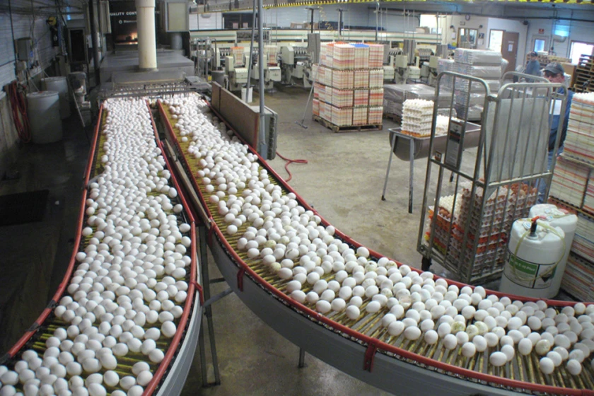 U.S. poultry and egg exports struggle