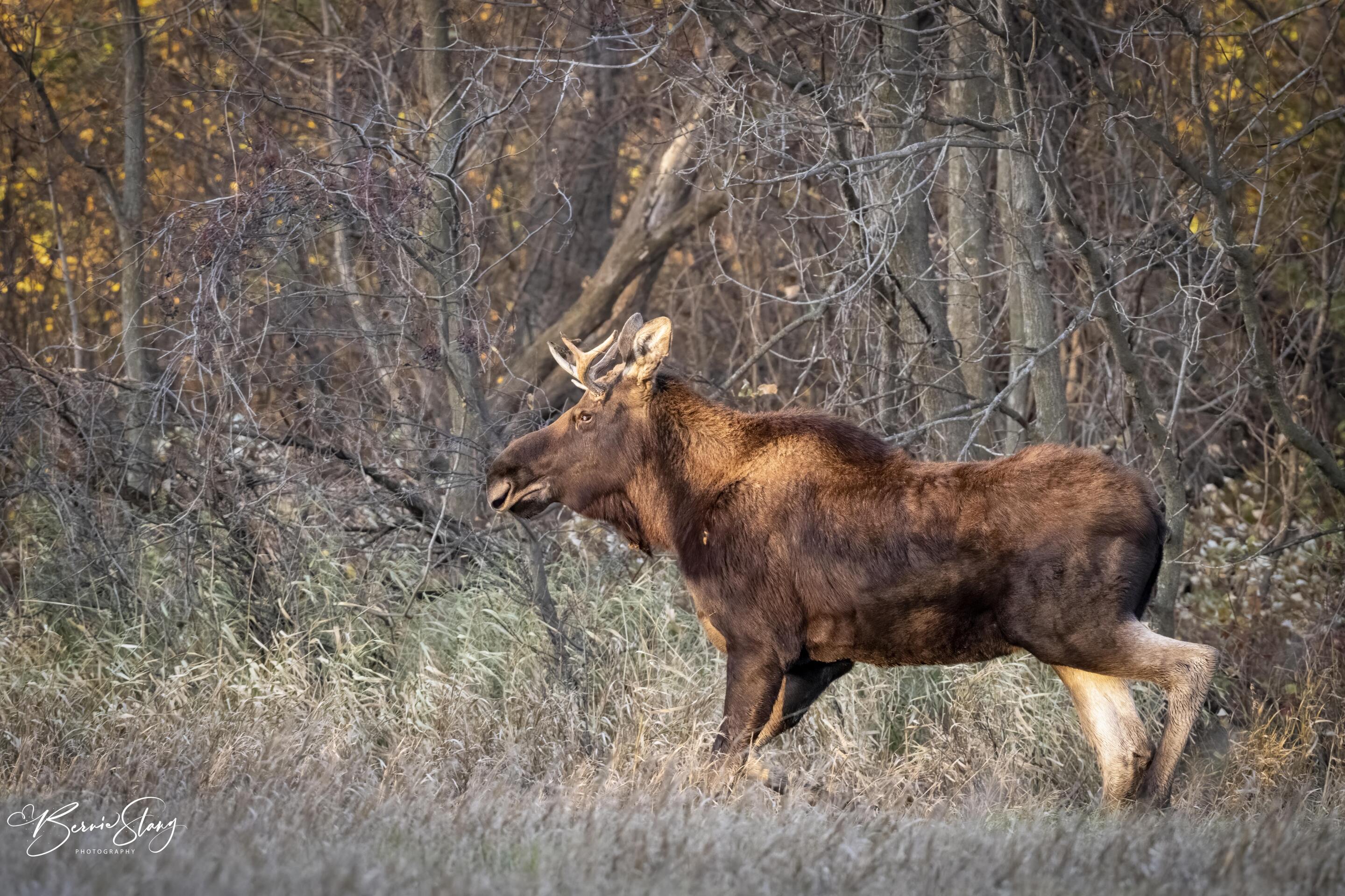 Photos: Rut the moose treks northward across Minnesota in fall of 2023 ...
