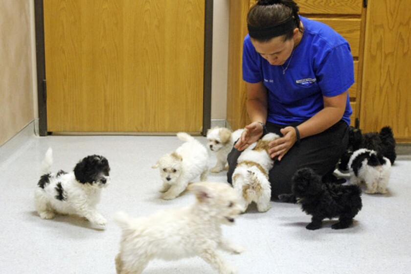 Dogs seized from Wheatland puppy mill ready for adoption - Grand