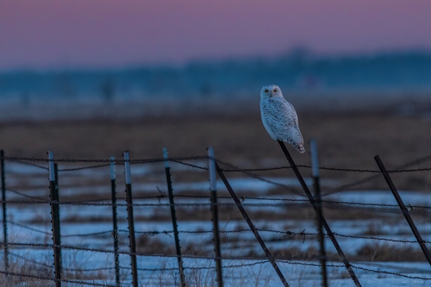 birding photos seth owens