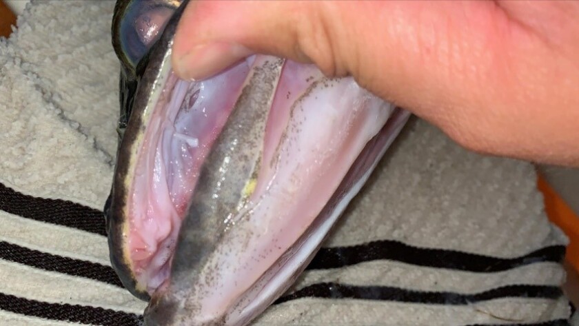 Volk walleye mouth.jpg