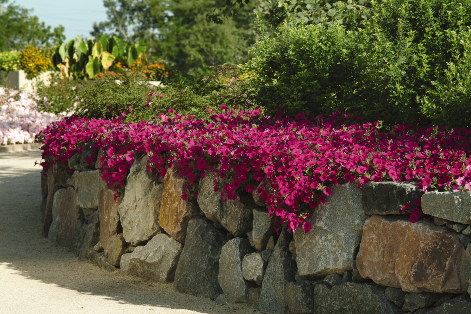 National Wave Day honors the petunia that transformed the world - InForum | Fargo, Moorhead and West Fargo news, weather and sports