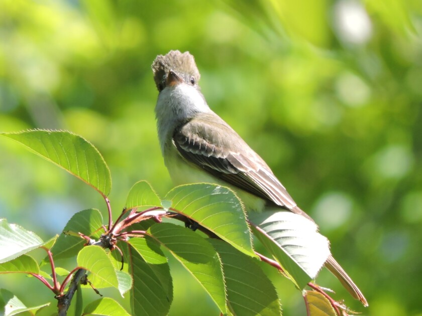 Great Crested Flycatcher _ Photo by Cade Campbell.jpeg