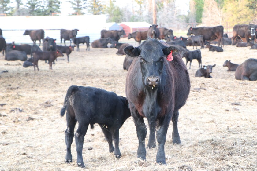 061421.AG.DroughtCattleKnoxND02.jpg