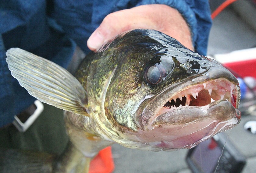 Angler holds a walleye close up to the camera