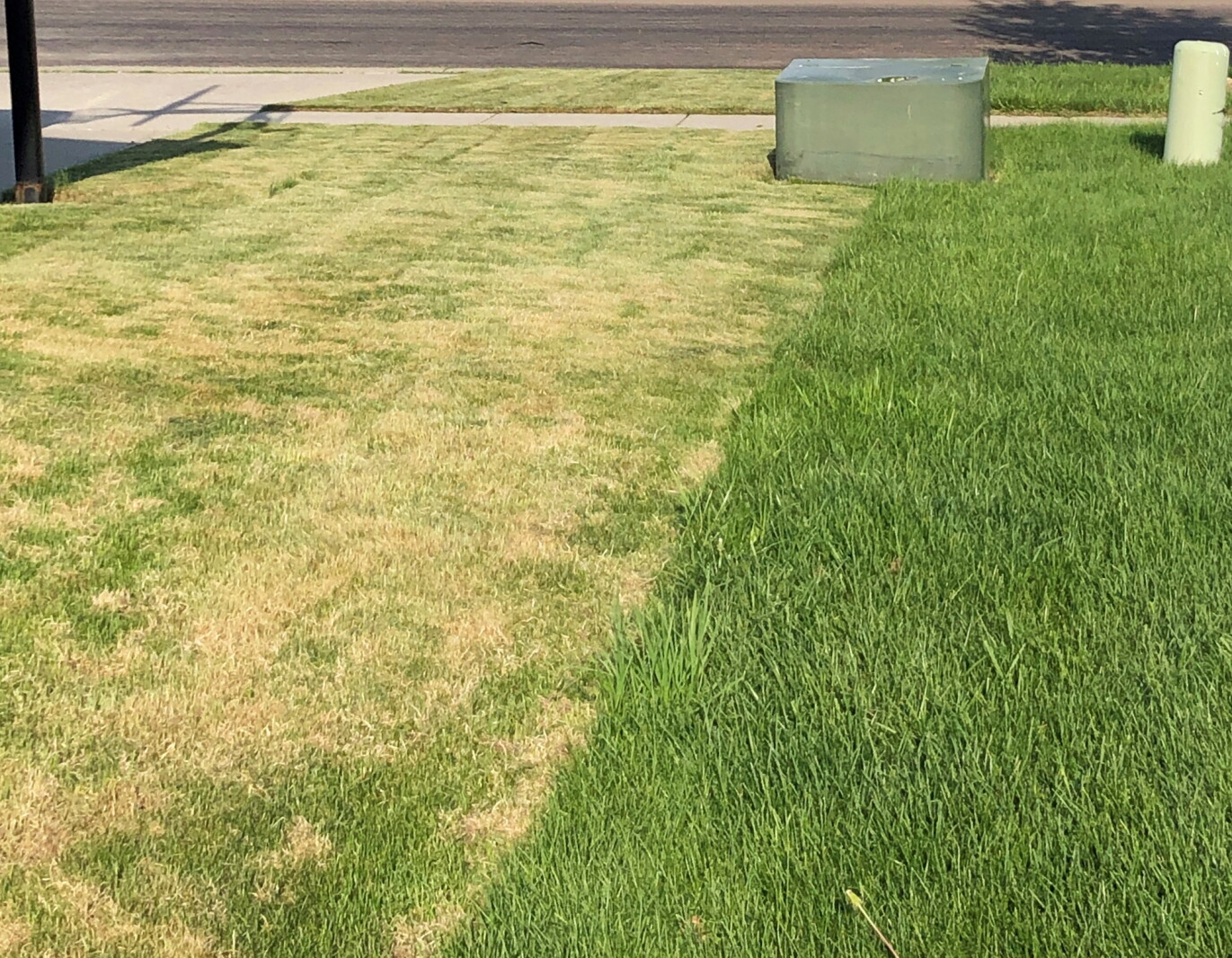 Don't mow your lawn too short - Jamestown Sun | News, weather, sports ...