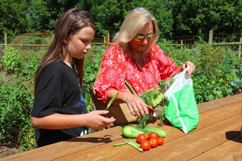 Sterling Kramer looks on as his grandma Terri Kramer, a student in the Gardening 101 adult class, shows off some of the produce that she gathered from her plot on Wednesday, Aug. 20, 2025, at the Northland Arboretum during the Master Gardener Volunteer Open House.