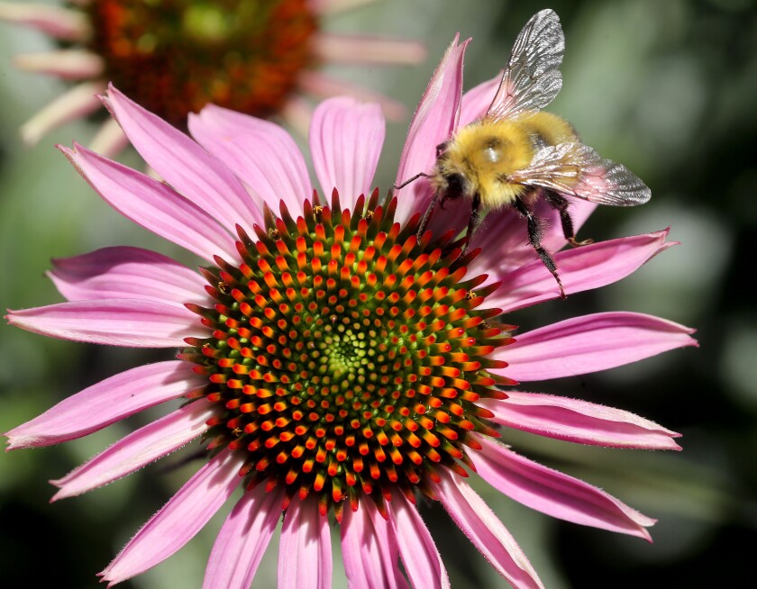 beefilephoto2.jpg