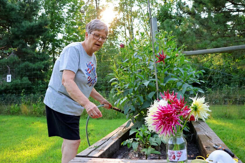 A woman waters a raised garden bed of dahlia plants.