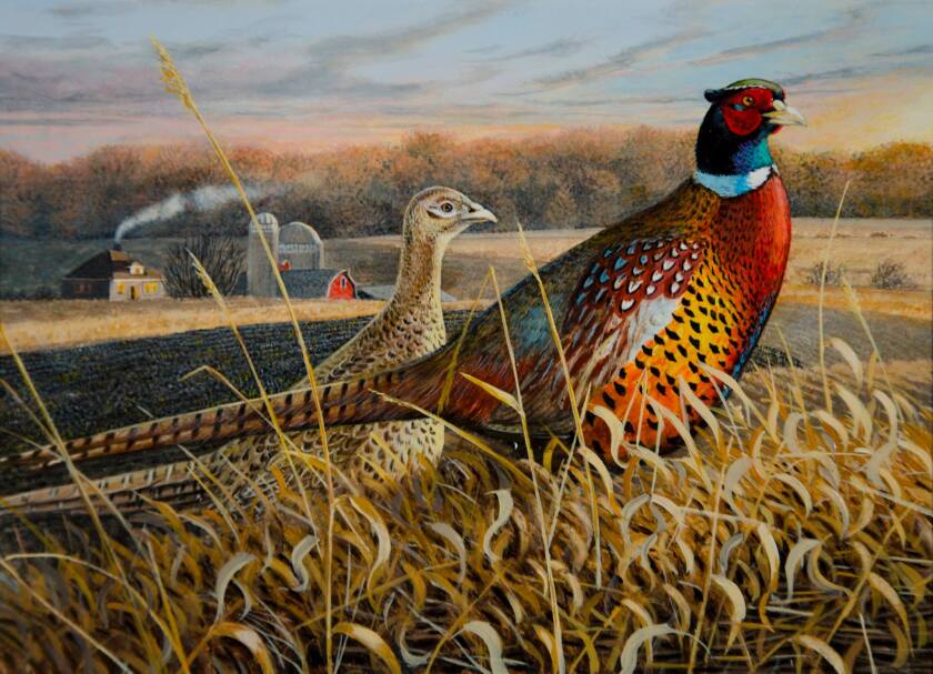 Toxic lead shards in wild pheasants pose a human health risk •