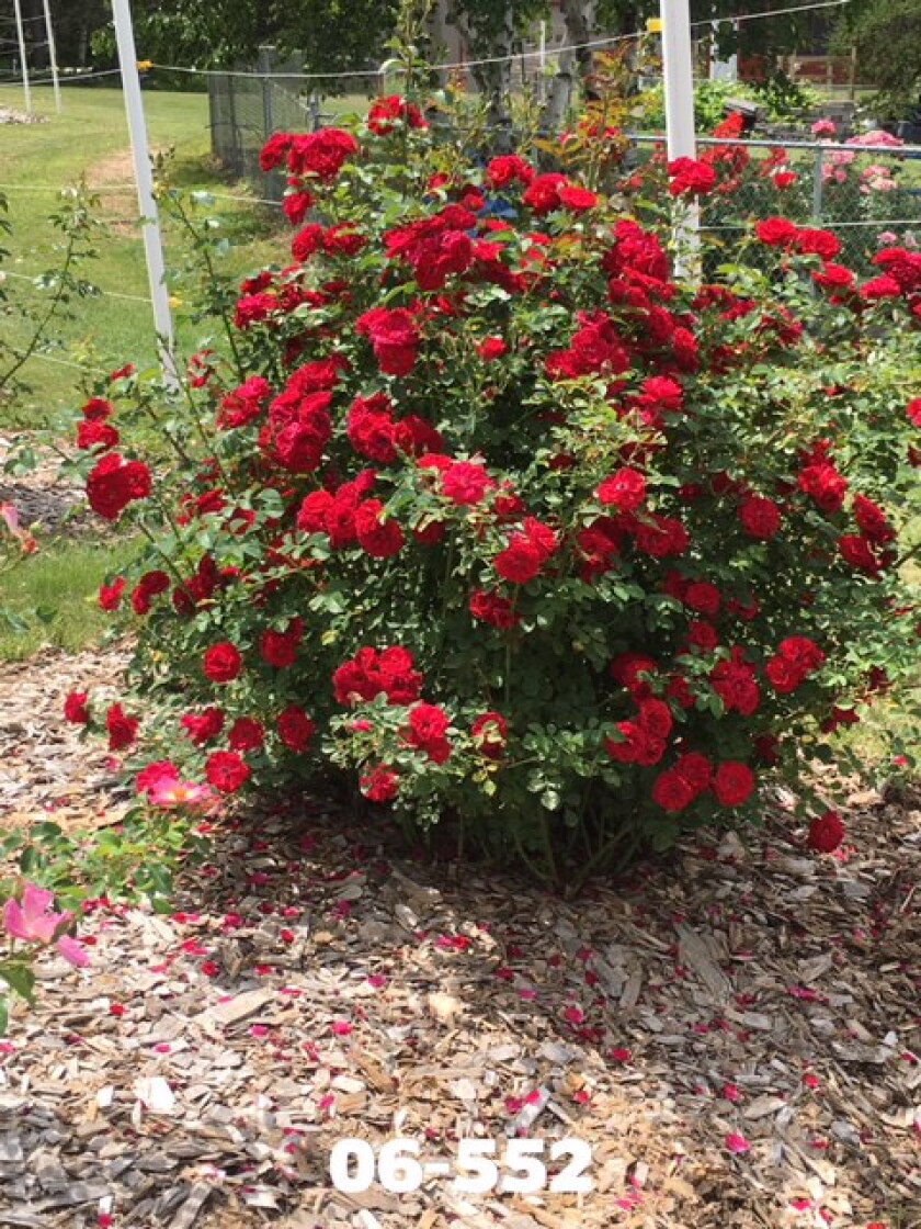 A blooming success: New hardy rose variety was 22 years in the making ...
