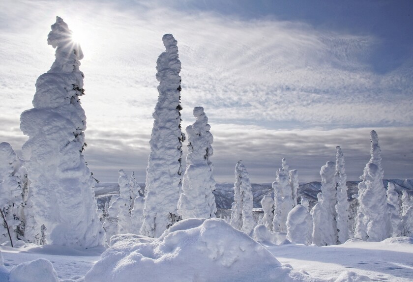 Evergreens shrouded in snow, a photo taken by Katherine Plessner, is one of the five photos used for the Winter Landscapes U.S. Postal Forever Stamps. Plessner is from Verona, N.D., and took this picture on a photography trip to Alaska.