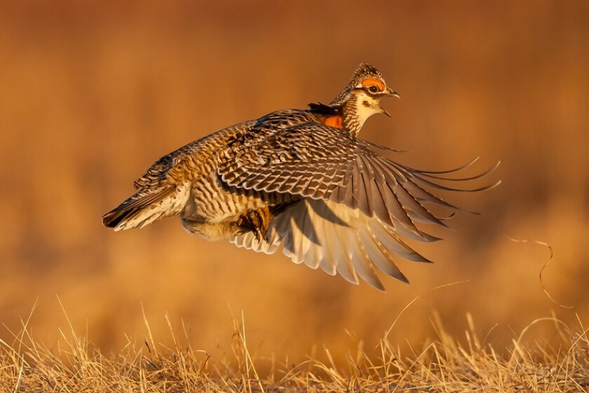prairie chicken flying.jpg