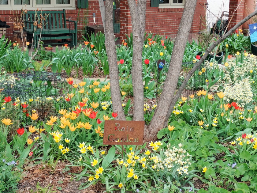 A tulip garden.