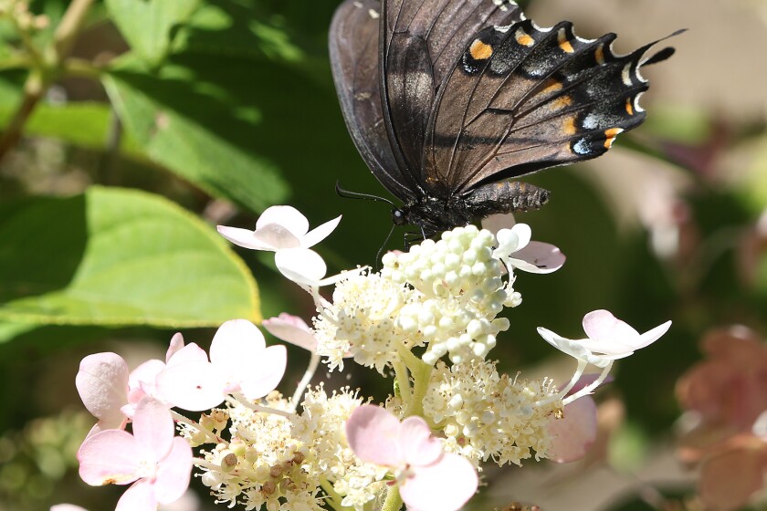 black swallowtail on hydrangea tree one 080922.jpg