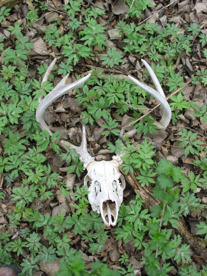 Tribune file photo / Four of the 14 white-tailed deer euthanized at a Meeker County farm have tested positive for Chronic Wasting Disease, the Minnesota Board of Animal Health reported.