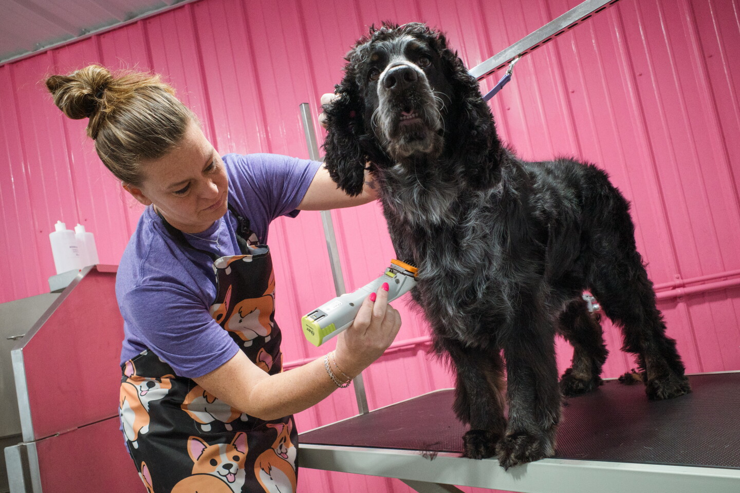 Fountain Dog Grooming Business Becomes Successful in First Months - Post News Tara's