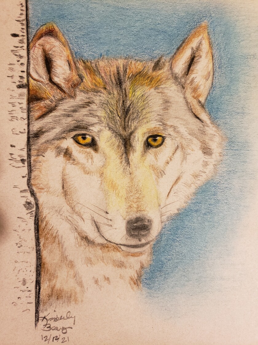 Drawing of wolf