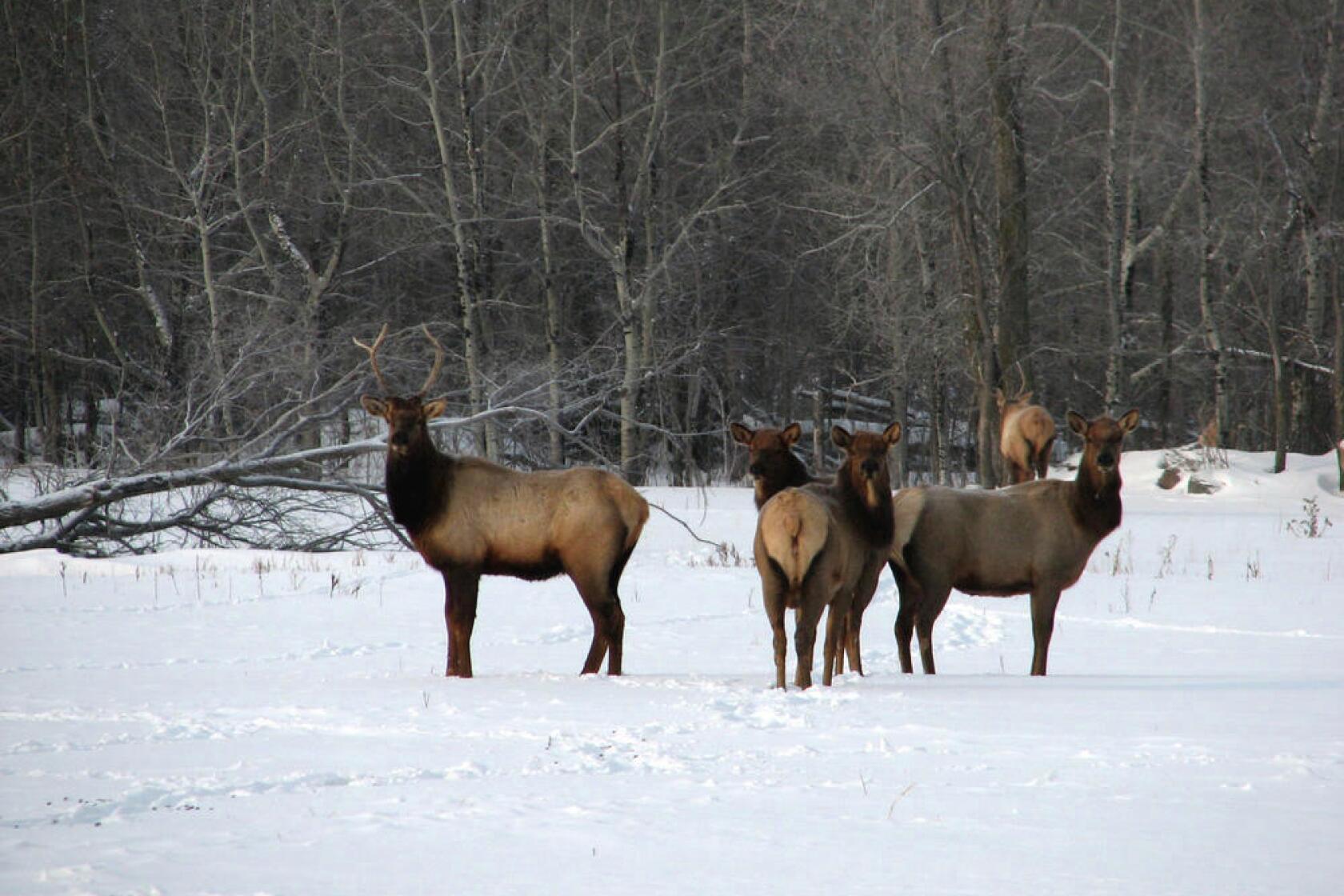 Northland Outdoors The Globe Worthington, Minnesota