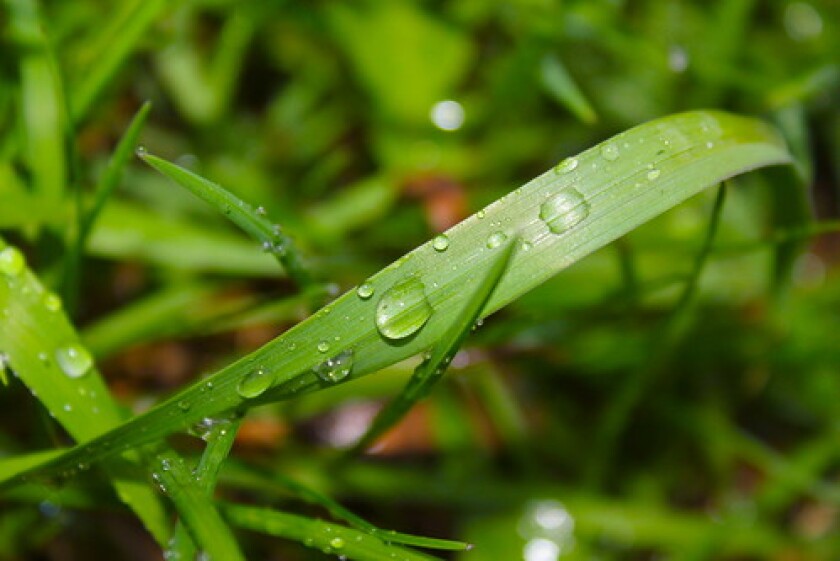 Grass.jpg
